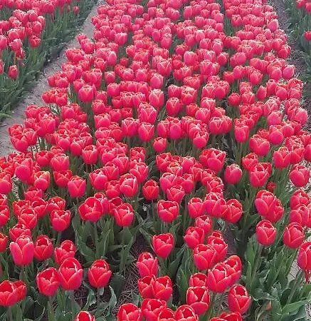 Meertje 81 Op Recreatiepark De Wielen