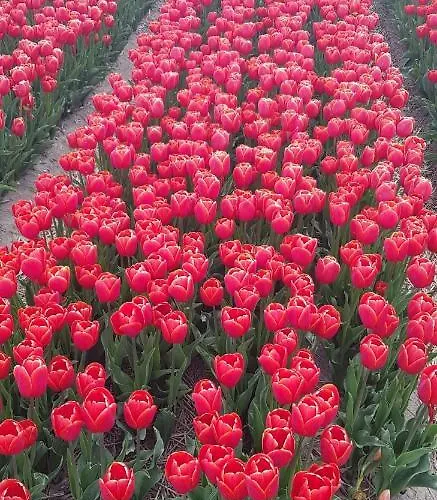 Meertje 81 Op Recreatiepark De Wielen